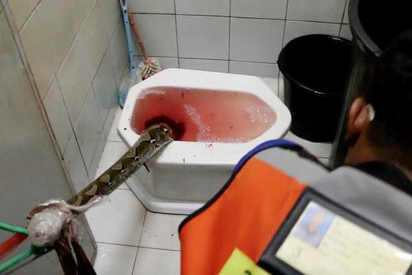 泡脚包堵塞马桶能疏通么